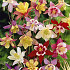 Aquilegia Gemengd 3 I .