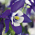 Aquilegia Spring Magic Navy and White x 2 I .