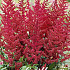 Astilbe Rood x 1 I .