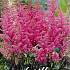 Astilbe Rose   x 1 I .