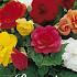 Begonia Dubbel Mix x 3 5/6