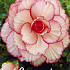 Begonia Picotee White/Red x 3 5/6