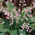 Convallaria Majalis Rosea x3 I .