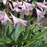 Crinum Powellii x 1 24/26