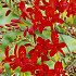 Crocosmia Lucifer x 10 10/12