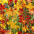 Crocosmia Mixed x 15 6/7