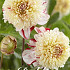 Dahlia Anemone Bon Odori x 1 I .