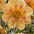 Dahlia Anemone Kelsey Annie Joy x 1 I .