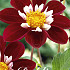 Dahlia Anemone Mary Eveline x 1 I .