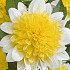 Dahlia Anemone Pasadoble  x 1 I .