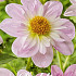 Dahlia Anemone Teesbrooke Audrey x1 I