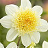 Dahlia Anemone Toto x 1 I .