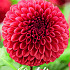 Dahlia Ball Copper Boy x1 I .