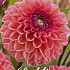 Dahlia Ball Daisy Duke x1 I