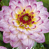 Dahlia Ball El Paso x 1 I .