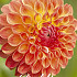 Dahlia Ball Jowey Chantal x1 I