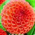 Dahlia Ball Jowey Linda x1 I .