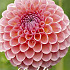 Dahlia Ball Jowey Winnie x1 I