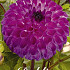 Dahlia Ball Sandra x 1 I .