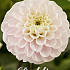 Dahlia Ball White Wizard x1 I