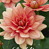 Dahlia Border Berliner Kleene x 1 I .