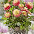 Dahlia Border Melody Allegro x1 I