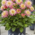 Dahlia Border Melody Gipsy x1 I