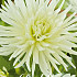 Dahlia Border Playa Blanca x 1 I .