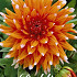 Dahlia Cactus Color Spectacle x 1 I .