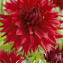 Dahlia Cactus Creve Coeur x 1 I .