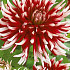 Dahlia Cactus Friquolet x 1 I .