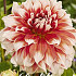 Dahlia Cactus Frost Nip x 1 I .