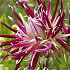 Dahlia Cactus Hollyhill Spiderwoman x1 I