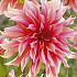 Dahlia Cactus Labyrinth x 1 I .