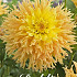 Dahlia Cactus Mingus Joshua x 1 I .