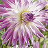 Dahlia Cactus Mingus Randy x 1 I .