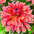 Dahlia Cactus Missis Dutch x1 I .