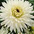 Dahlia Cactus My Love x 1 I .