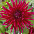 Dahlia Cactus Orfeo x 1 I .