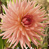 Dahlia Cactus Preference x 1 I .