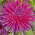 Dahlia Cactus Purple Gem x 1 I .