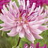 Dahlia Cactus Savanna Rose x 1 I .