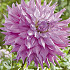 Dahlia Cactus Sir Alfreds Ramsey x 1 I .