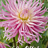 Dahlia Cactus Star's Favourite x 1 I .