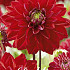 Dahlia Deco. All Directions x 1 I .