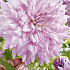 Dahlia Deco. Almand's Joy x1 I