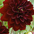 Dahlia Deco. Arabian Night x 1 I .