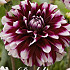 Dahlia Deco. Ariko 9707 x1 I