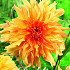 Dahlia Deco. Big Brother x1 I .