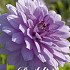 Dahlia Deco. Blue Boy x 1 I .